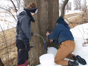 Nate and Steve tapping maple trees to collect sap. March 2015.