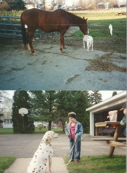 Horses & dogs