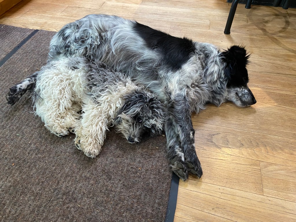 One large dog in gray and black. cuddling with a small gray and white dog.